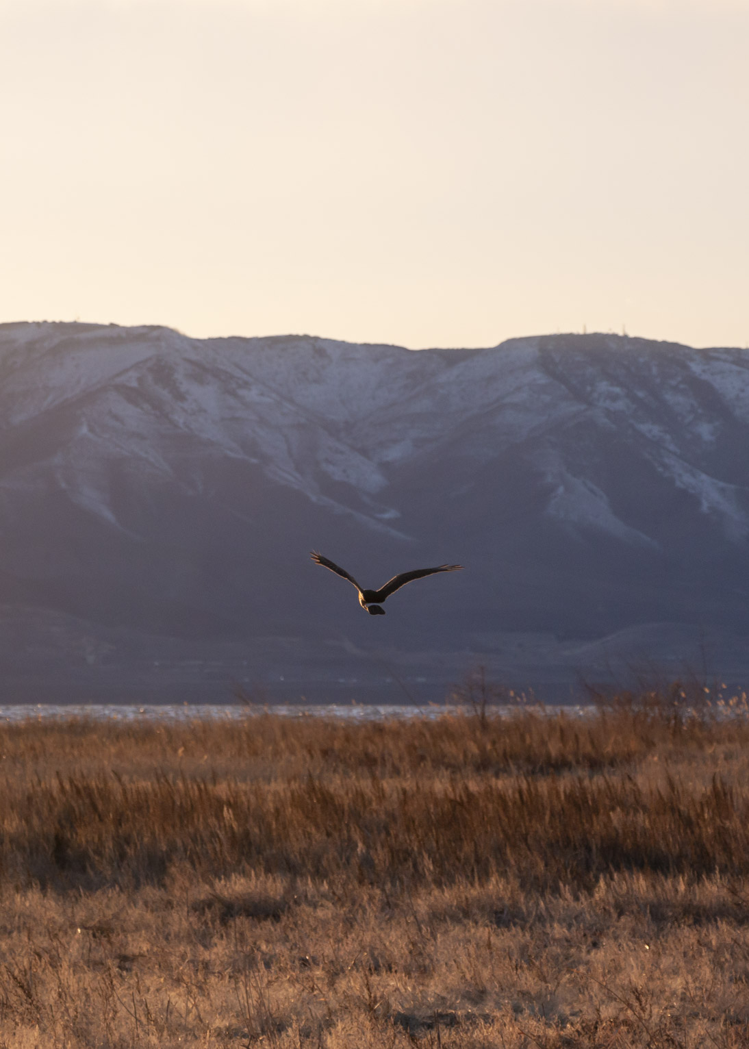 A harrier hovers over a spot in the grass, blue mountains behind and golden sky above